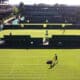 Wimbledon Grand Slam