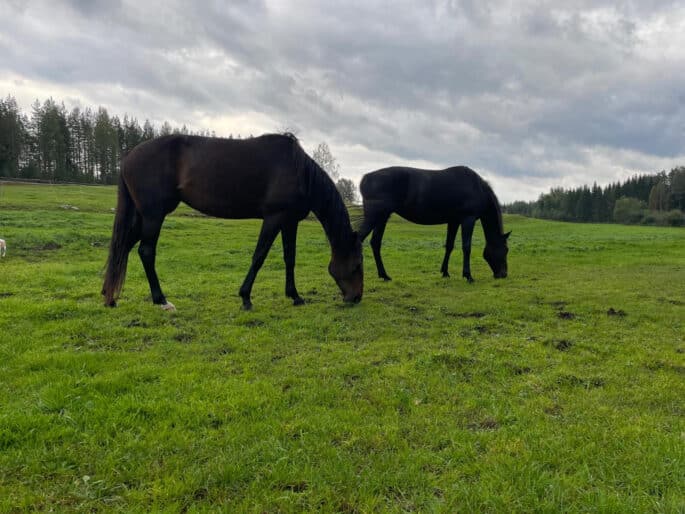 Suomen raviurheilun ja hevoskasvatuksen tulevaisuus on vaakalaudalla.