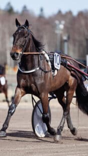 xxkeikkaxx
20241023 Lahti
Liiga-ottelu Pelicans - HIFK. Kuvassa Iiro Pakarinen 
Tomi Natri / All Over Press