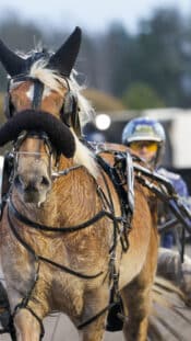 xxkeikkaxx - 20251220, Jyväskylä Liiga JYP vs SaiPa. SaiPa 1-0-maali. Kuvassa SaiPa Patrik Siikanen. Vesa Pöppönen / AOP