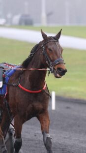 20170829, Helsinki. Jalkapallon miesten A-maajoukkueen harjoitukset. Kuvassa valmentaja Mika Nurmela. Jarno Kuusinen / AOP