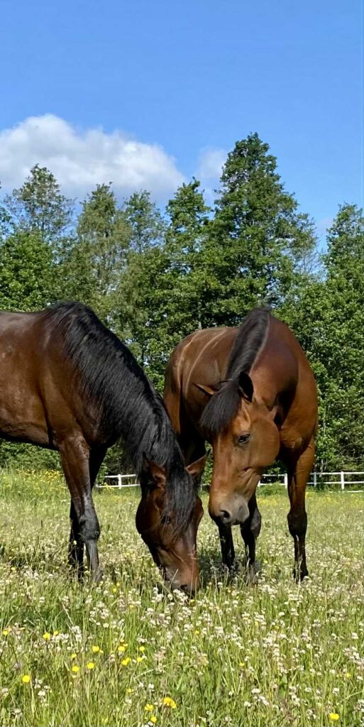 Hatrick Match Erik The Phantom