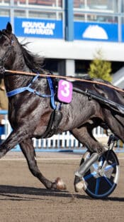 Joachim Blichfeld juhlii maalia Hämeenlinnassa