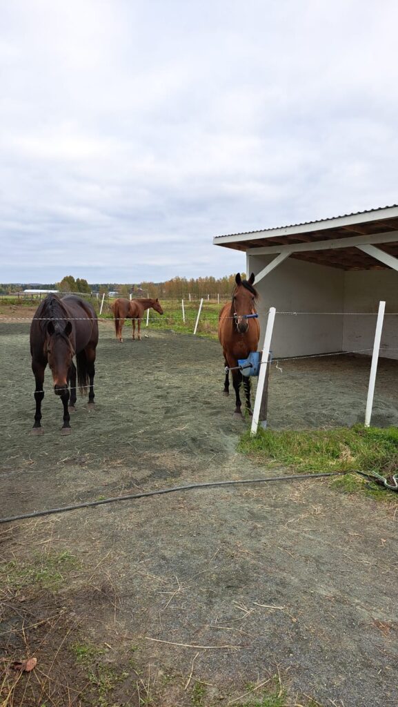 Jenni Tuokon kotialbumi