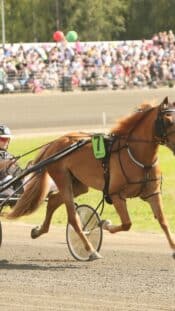 Valtteri Bottas (FIN), Mercedes AMG F1 
19.09.2025. Formula 1 World Championship, Rd 17, Azerbaijan Grand Prix, Baku Street Circuit, Azerbaijan, Practice Day.
- www.xpbimages.com, EMail: requests@xpbimages.com © Copyright: Charniaux / XPB Images